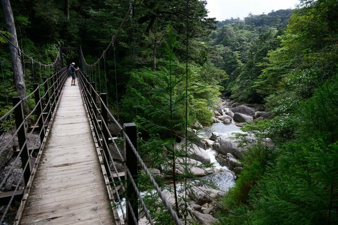 【世界自然遺産・屋久島】樹齢1800年「仏陀杉」に会いに行く！「ヤクスギランド」の吊り橋とエメラルドグリーンの清流を巡る1時間20分ライトトレッキングの画像