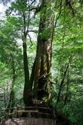 【世界自然遺産・屋久島】樹齢1800年「仏陀杉」に会いに行く！「ヤクスギランド」の吊り橋とエメラルドグリーンの清流を巡る1時間20分ライトトレッキングの画像006