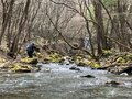 【2024年5月・渓流実釣レポ】南アルプス山中の沢にも「春の知らせ」の画像006