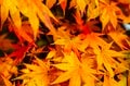 カメラ片手に！ 奥日光「竜頭の滝」を彩る鮮やかな紅葉とリバーハイキング 〈栃木県・日光国立公園〉2022年の画像004
