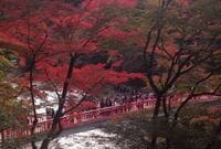  東海地方No.1紅葉スポット「香嵐渓」真っ赤に染まる「4,000本のモミジ」ハズせない “一番の見ごろ” ライトアップ＆アーチ絶景「現地レポ」