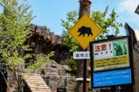 クマ出没注意！ 日本最北の動物園「旭山動物園」にオープンした「えぞひぐま館」から学ぶ、人間と動物の「距離感」と「共存」について