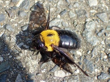 春にホバリングしているハチは危険って本当？」 大きな黒いハチが