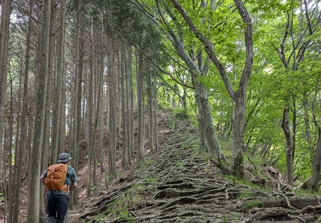 【電車で行ける】ヤマツツジの名所「日光・鳴虫山」へ　日帰りハイキング最新レポート＜2026年5月中旬＞の画像009