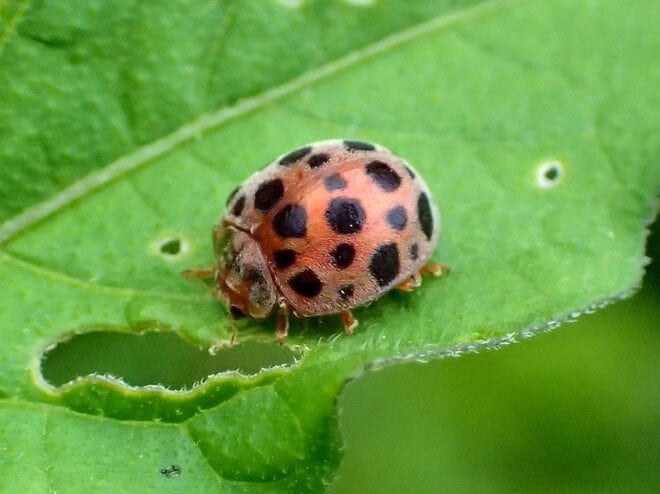 庭をチェック！  植物の病気を知らせる「黄色いテントウムシ」とは【あなたのすぐそばにいる「季節の虫」の探し方 vol.13】の画像003