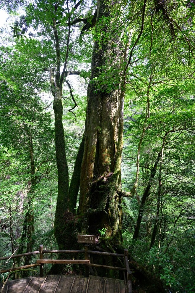 【世界自然遺産・屋久島】樹齢1800年「仏陀杉」に会いに行く！「ヤクスギランド」の吊り橋とエメラルドグリーンの清流を巡る1時間20分ライトトレッキングの画像006