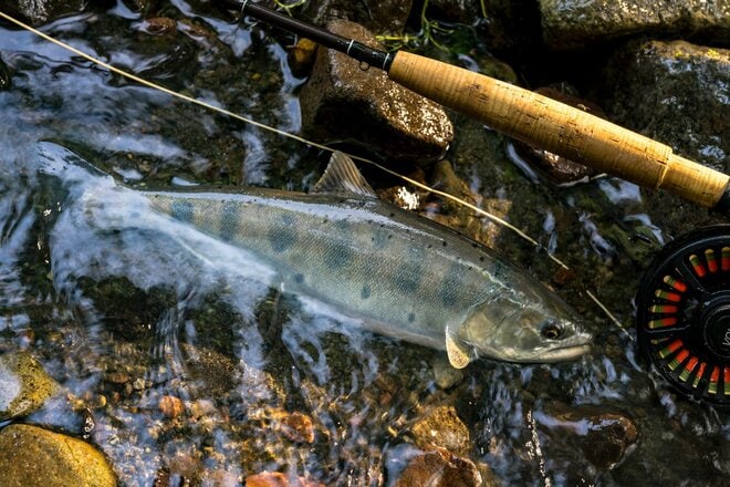 【渓流釣り】春の陽気に誘われて “フライフィッシング” 「4月並みの気温とはいえ、やはり2月…… 水温2℃台で厳しい釣果でした」 長野県・2026年の画像006