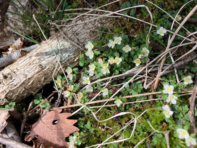 【自然観察はこれからの季節が本番】 生きもの観察にぴったりなアプリ教えますの画像005