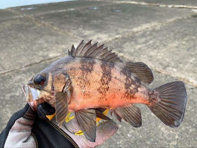 画像 写真 コストは既製品の半額 穴釣りの ブラクリ仕掛け は簡単自作でコスパ最強 その 華麗なる釣果 とは 合計2枚 アクティビティ ニュース Bravo Mountain