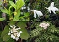 頂上付近は“まだ春の生きもの”が活動中「7月の越後駒ケ岳」動植物観察ガイド【キジ博士のナチュラリスト入門 vol.6】の画像001
