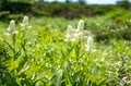 【日本百名山】日本のエーデルワイス！ 雲海の上で輝くハヤチネウスユキソウ「花づくし！ みちのくの名峰・早池峰山」岩手県／2022年の画像011