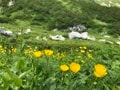 ロープウェイで一気に楽々「2612mの世界へ」千畳敷のお花畑が見頃ですの画像001