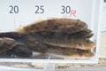 市場になかなか出回らない秋の味覚！  絶品天丼をいただく「ハゼ釣り」3時間でマハゼ＆ウロハゼ24匹！  実釣レポート【茨城県・涸沼川】の画像009