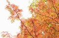 【紅葉狙いで登るなら今週末が狙い目？】「北八ヶ岳＆双子池」紅葉状況最新レポート＜2023年10月上旬＞の画像005