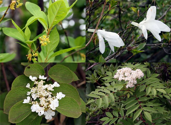 頂上付近は“まだ春の生きもの”が活動中「7月の越後駒ケ岳」動植物観察ガイド【キジ博士のナチュラリスト入門 vol.6】の画像001