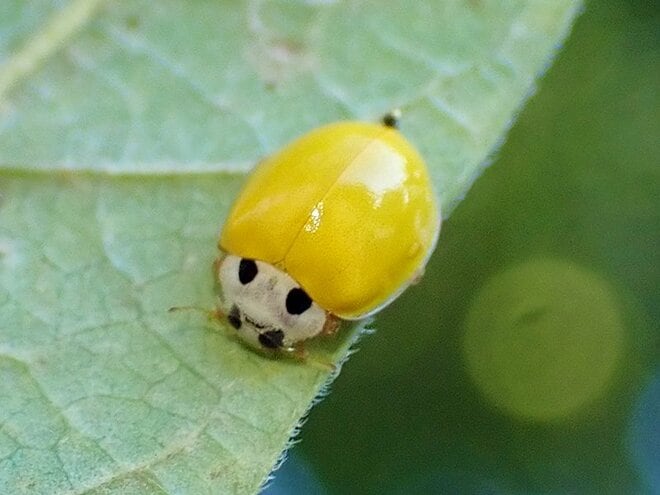 庭をチェック！  植物の病気を知らせる「黄色いテントウムシ」とは【あなたのすぐそばにいる「季節の虫」の探し方 vol.13】の画像001