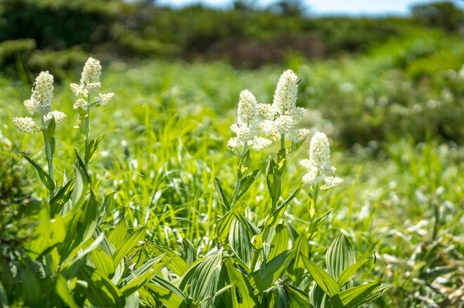 【日本百名山】日本のエーデルワイス！ 雲海の上で輝くハヤチネウスユキソウ「花づくし！ みちのくの名峰・早池峰山」岩手県／2022年の画像011