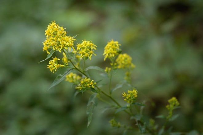 1時間で登れる「日本百名山」那須岳の花はすっかり「秋の気配」の画像008