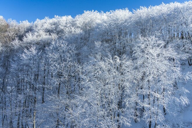 「ブナの森に咲く雪の花」が美しすぎるとSNSで話題！  標高差789ｍを最新型ゴンドラで「霧氷の世界」へ！  信州・野沢温泉スキー場【2021・初冬】の画像001
