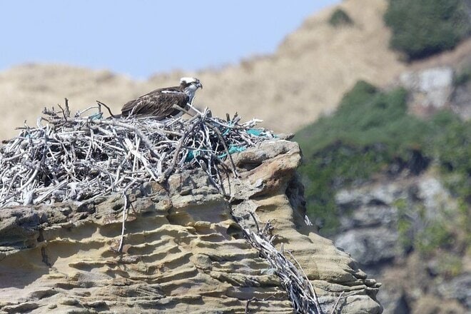 【バードウォッチング】エメラルドグリーンに輝く絶海の離島で子育てを始めた猛禽類「ミサゴ」 カラスの執拗なちょっかいに怒り爆発の瞬間を目撃した！  長崎県｜2026年の画像004
