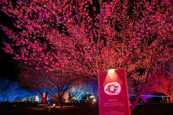 いよいよ見ごろ！ “春の目覚め”迎える「秋間梅林」での観梅体験！  2月28日から「食べ歩きチケット」販売開始＆幻想的「週末ナイトウォーク」も開催中【群馬県安中市】の画像008