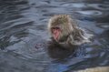 世界で唯一のスポット！「温泉に浸かる野生の猿たちのほっこり入浴シーン」地獄谷野猿公苑【長野県】の画像003