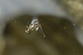 【渓流釣り】「春が訪れたばかりの美渓はパラダイス！ 入れ食い状態」 今季、山岳渓流一発目の“フライフィッシング”   長野県・2025年の画像006