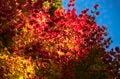 【松川渓谷】紅葉に彩られた赤い橋 “高井橋” から見る絶景！ 信州高山温泉郷・上信越国立公園 2022年の画像004