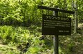 “梅雨どきにもオススメ”の THE 信州！ 八千穂高原の「日本一美しい白樺群生地」 レンゲツツジが見頃です！【2023年・長野県佐久穂町】の画像016