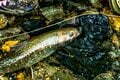 「日本一の川の上流は透け透けの透明度！」魚影濃し！ライズの謎解きに一喜一憂【渓流釣り】千曲川の画像005