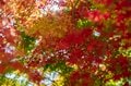 【3年連続】「全国No.1の紅葉スポット」鮮やかに染まる“もみじ湖”と“もみじのトンネル”《長野県・箕輪町》2022年の画像001