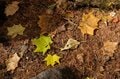 【アウトドア豆知識】いまは “標高1,000m前後” が狙い目！  人知れず「紅葉を当てるため」の3ステップの画像004