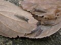 【萌え・コアラ顔にキュン！ 】坊主めくり？ 神経衰弱？ 「 思わず熱くなる真冬の昆虫探し」葉っぱをめくって寒さを吹き飛ばせ！の画像016