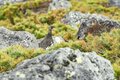 ライチョウ観察は登山道沿いがベスト！ 白馬乗鞍岳・小蓮華山のライチョウ調査へ＜長野県＞の画像002
