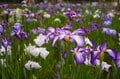 令和の梅雨に咲く江戸情緒 東京23区内で楽しむ「花菖蒲」鑑賞スポット「堀切菖蒲園」「水元公園」「しょうぶ沼公園」【東京都・葛飾区/足立区】の画像014