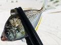 「興味あるけど…」釣り初心者の最初のハードル「虫エサ・ツカミ・ボウズ」超えるための「アイテム＆サポート」5選の画像002