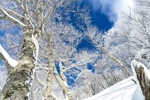 “隠れ家的バックカントリー”  新潟・長野の県境にひっそりと佇む「一難場山」へ   雪景色の森を歩き、ブナの巨木の間を抜けて滑る気持ちのいいルート！【新潟県糸魚川市 2025年】