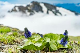 北アルプス北部に夏山シーズンの到来を告げる「第59回貞逸祭・白馬連峰開山祭」 長野県白馬村・2025年