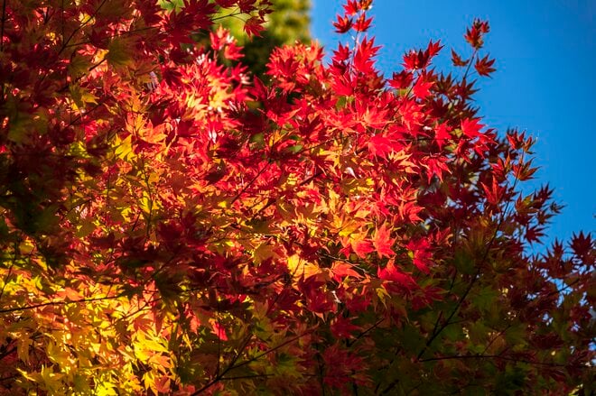 【松川渓谷】紅葉に彩られた赤い橋 “高井橋” から見る絶景！ 信州高山温泉郷・上信越国立公園 2022年の画像004