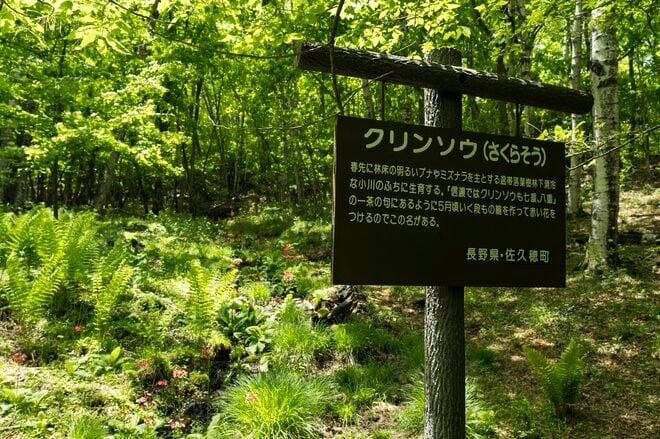 “梅雨どきにもオススメ”の THE 信州！ 八千穂高原の「日本一美しい白樺群生地」 レンゲツツジが見頃です！【2023年・長野県佐久穂町】の画像016