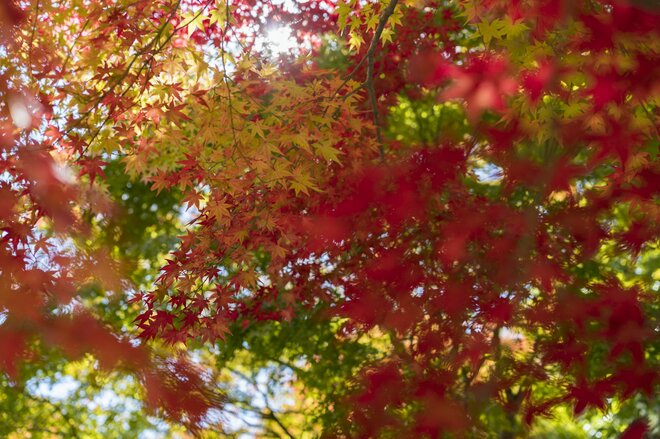 【3年連続】「全国No.1の紅葉スポット」鮮やかに染まる“もみじ湖”と“もみじのトンネル”《長野県・箕輪町》2022年の画像001