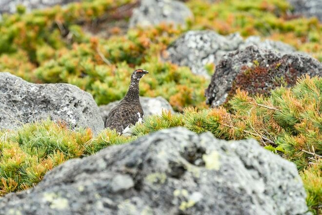 ライチョウ観察は登山道沿いがベスト！ 白馬乗鞍岳・小蓮華山のライチョウ調査へ＜長野県＞の画像002