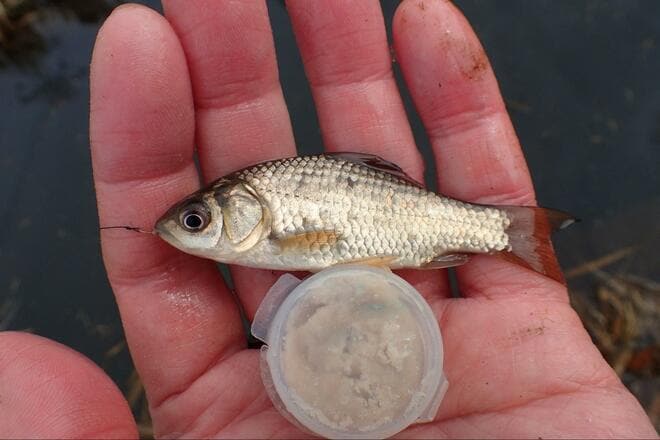 「春間近のタナゴ釣り」水中カメラが捉えた意外な結果！ 穏やかな水路＆川底を急変させた“春のきざし”とは？【茨城・牛久水郷】の画像010