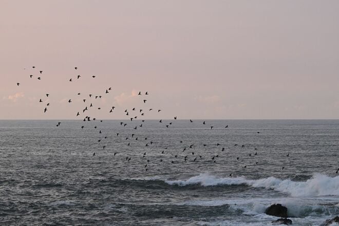 夏だ！ 海だ！ 湘南だ！ 青い海と青い空に舞う緑色のハトの群れ「荒波から危機一髪の脱出劇」 海水を飲むアオバトの珍しい行動に大注目！【神奈川県大磯】2025年の画像004