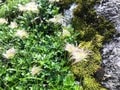 ロープウェイで一気に楽々「2612mの世界へ」千畳敷のお花畑が見頃ですの画像008