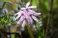 【首都圏近郊】連休明けから初夏に狙いたい植物の宝庫「新緑と花々が萌える日帰りハイキングルート」＜湯ノ丸山＞の画像003