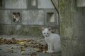 「ミャークヌカギマユ（宮古の美しい猫）」穏やかな子育ての風景に心が和む【琉球島猫百景 vol.08　宮古島〈1〉】の画像001