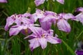 令和の梅雨に咲く江戸情緒 東京23区内で楽しむ「花菖蒲」鑑賞スポット「堀切菖蒲園」「水元公園」「しょうぶ沼公園」【東京都・葛飾区/足立区】の画像004