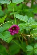 梅雨に逆戻り！？ 高山植物を愛でる山歩き！ ニッコウキスゲ咲き乱れる北アルプス・唐松岳〈長野県〉2022年の画像003