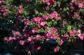 【この花はツバキ？ それともサザンカ？】身近な冬の花を簡単に見分ける方法とはの画像003